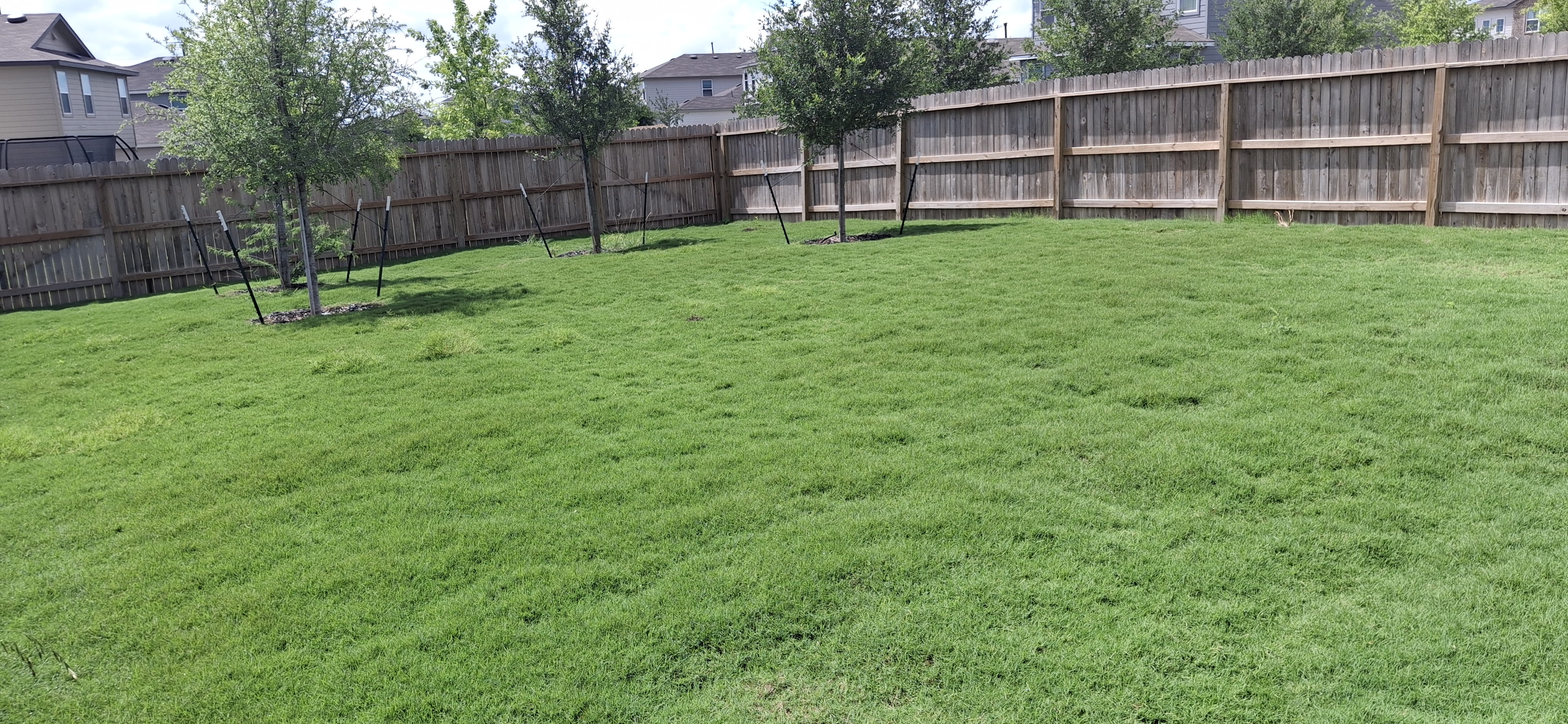 🌳 Tree Services & Lawn Care